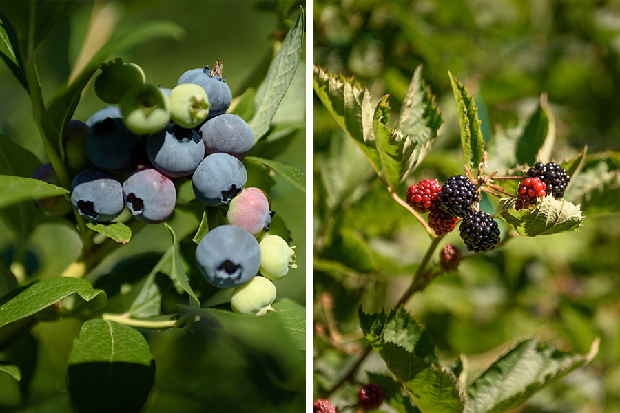 Obst und Speisebeeren Produkte